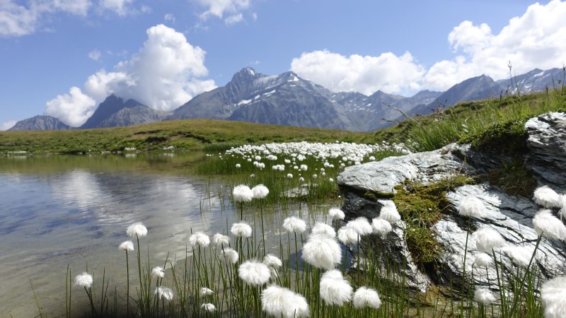 Lire la suite à propos de l’article Lac Djouan