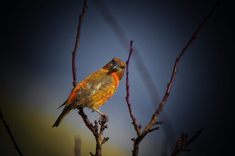 Lire la suite à propos de l’article Les Oiseaux
