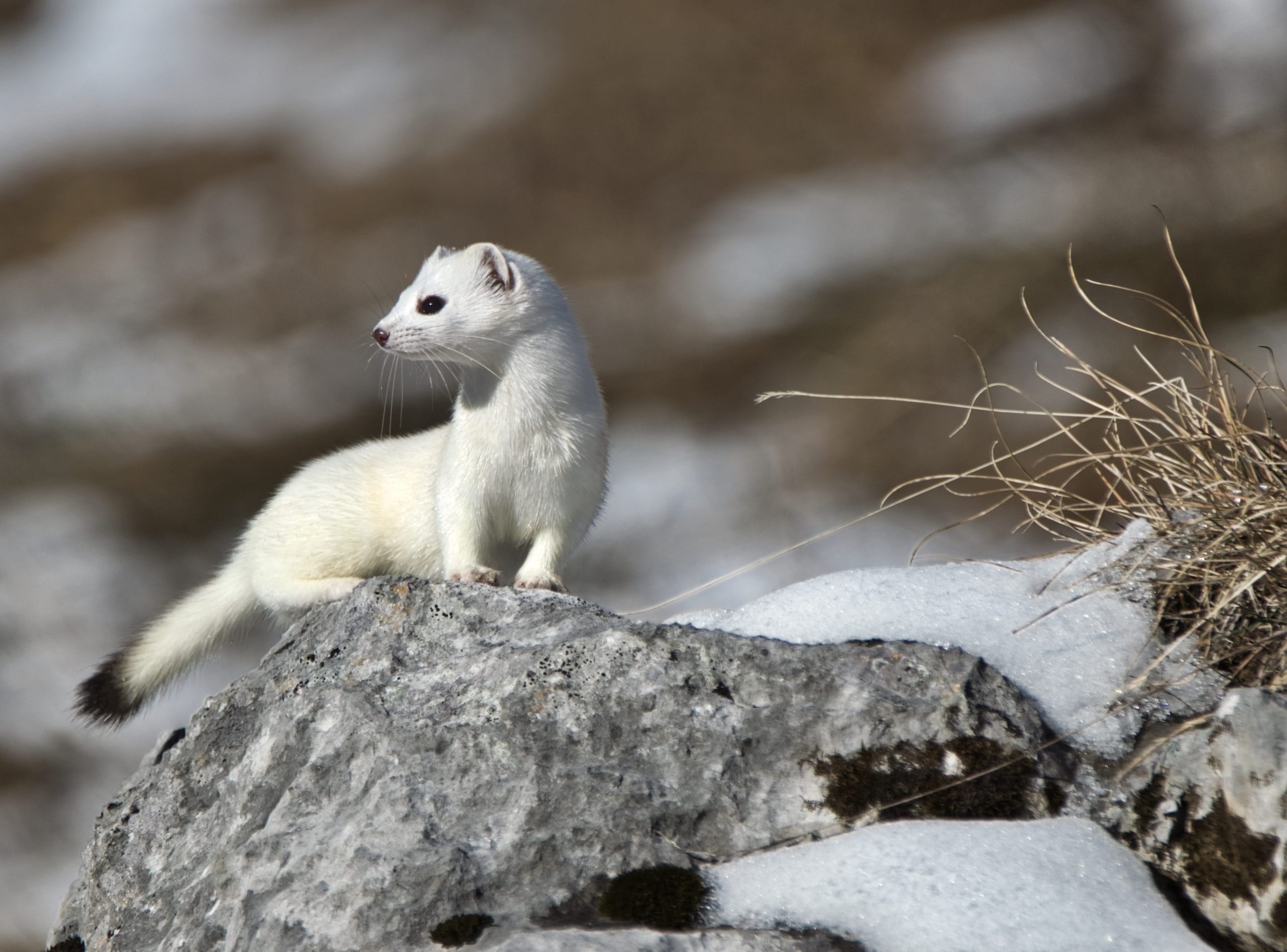 Lire la suite à propos de l’article La demoiselle blanche